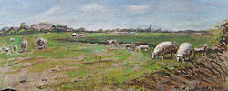 Texel schapen op de zuidhaffel